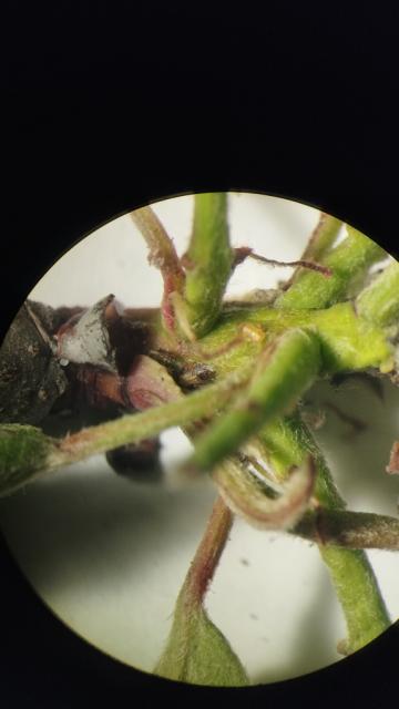 larve kruškine buve (Cacopsylla piri)