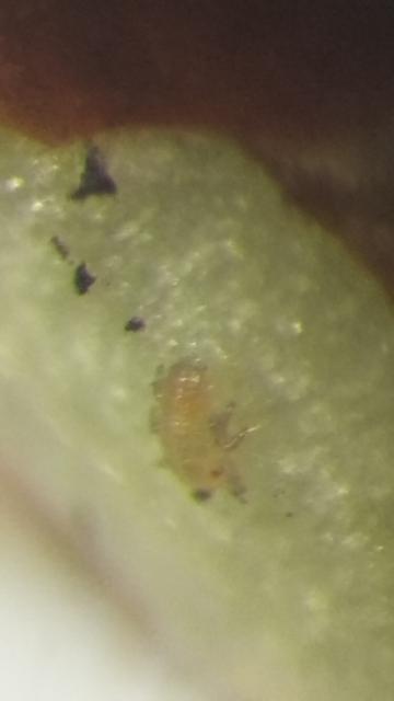 larva Cacopsylla piri