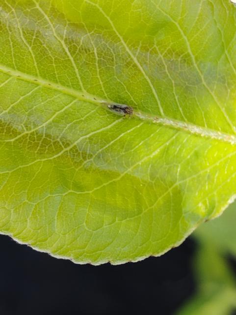 Cacopsylla piri,pear