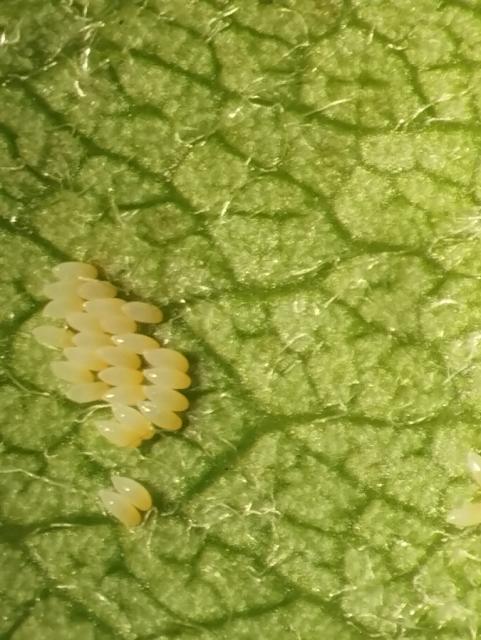 Cacopsylla piri,jaja