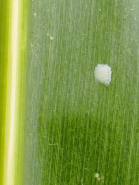 Ostrinia nubilalis,kukuruz
