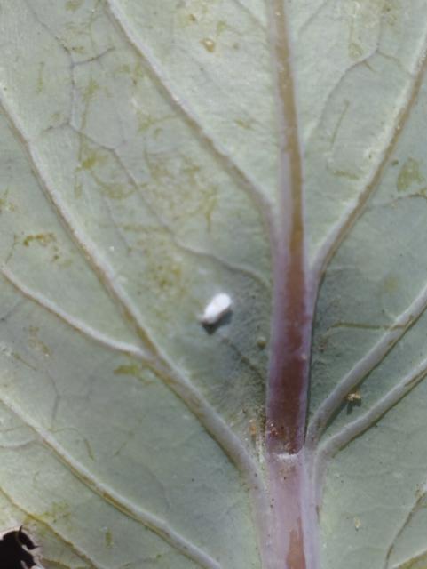 Aleurodes proletlla,kupus