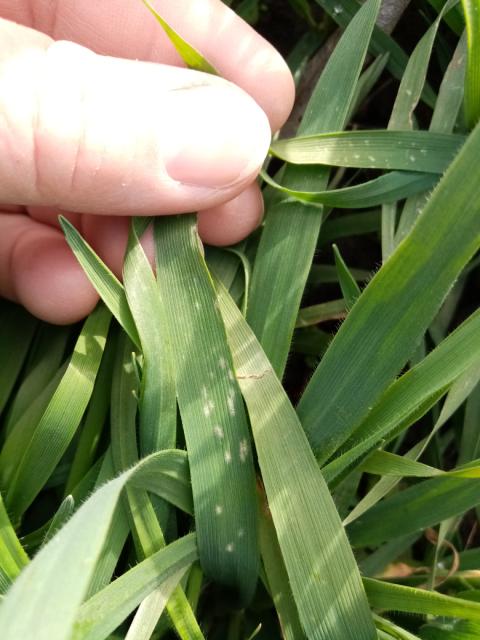 Erysiphae graminis,pšenica