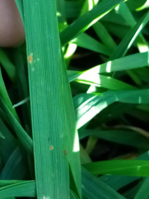 Puccinia tritici, pšenica