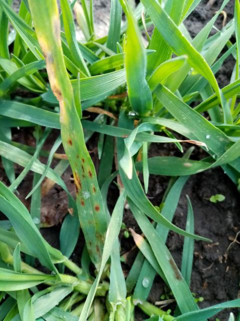 Pyrenophora teres,ječam