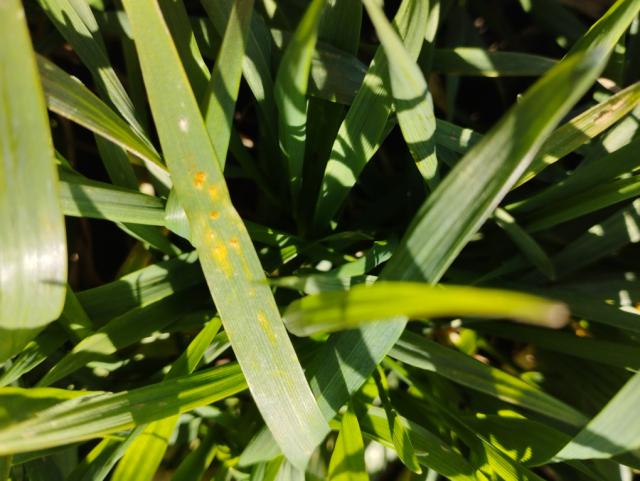 Puccinia recondita,pšenica