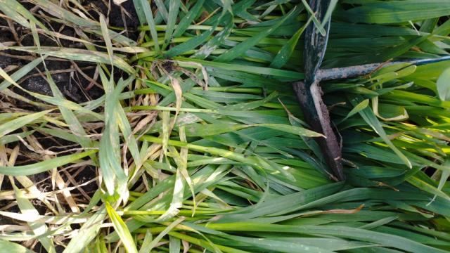 Erysiphae graminis,pšenica