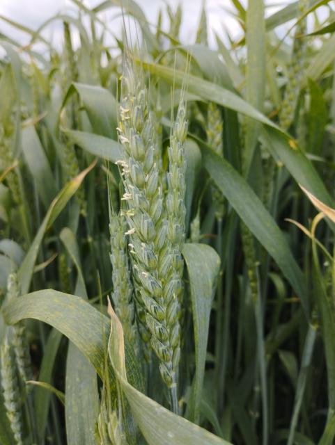 pšenica,triticum aestivum