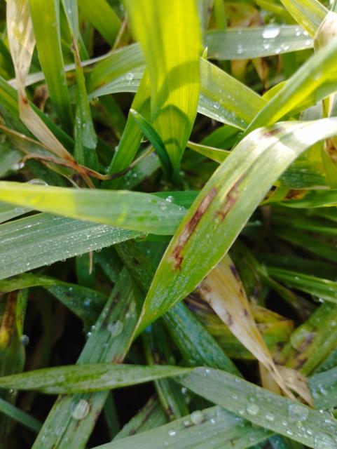 pyrenophora teres,ječam