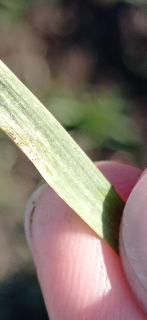 septoria tritici,pšenica