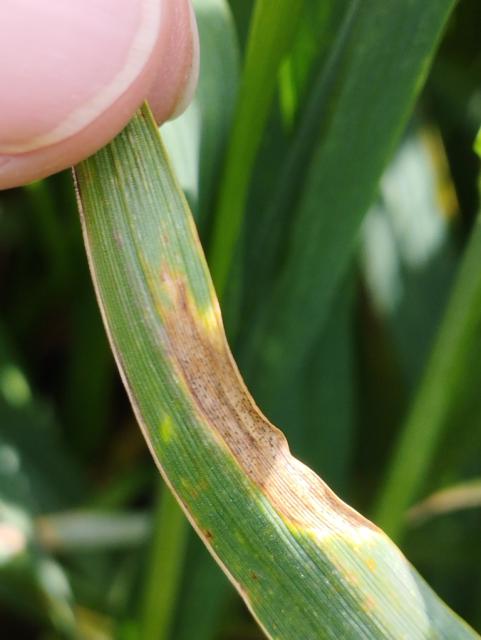 Septoria tritici