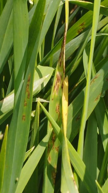 mrežasta pegavost,ječam