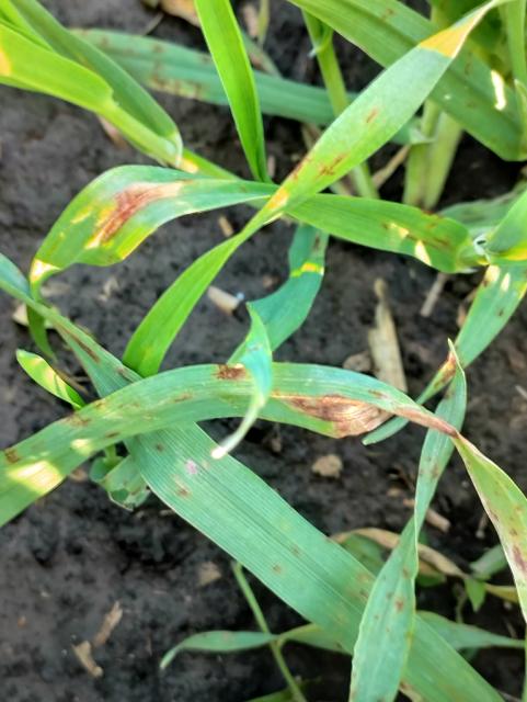 Pyrenophora teres, ječam