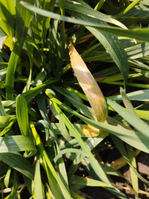 Puccinia recondita,pšenica