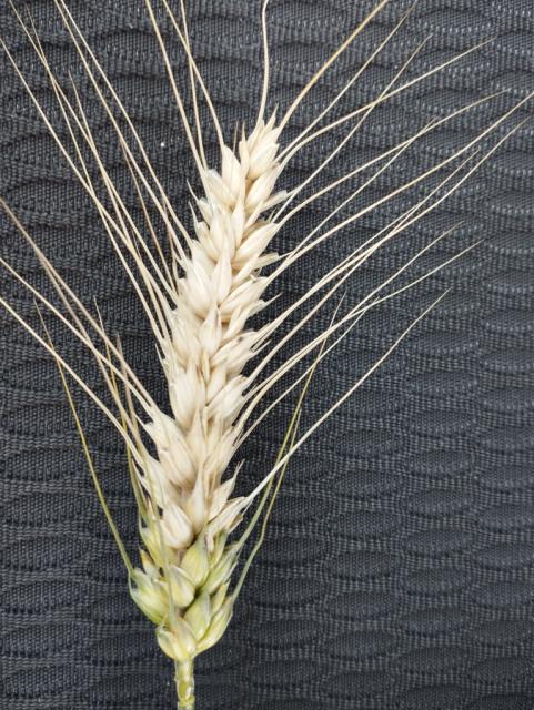 fuzarium graminearum,pšenica