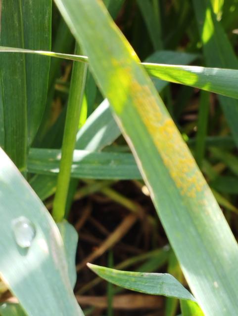Puccinia striiformis
