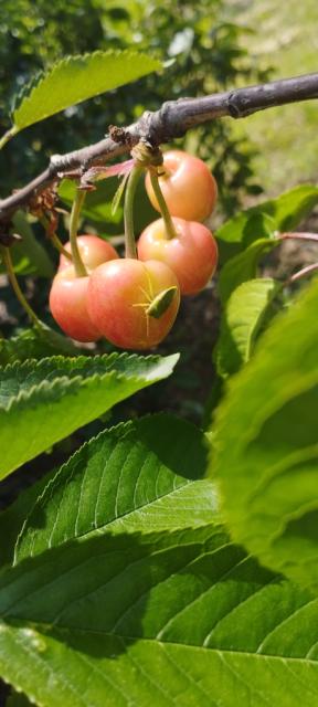 Nezara viridula, cherry,trešnja