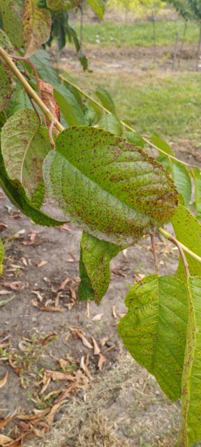 Blumeriela jaapii,tresnja
