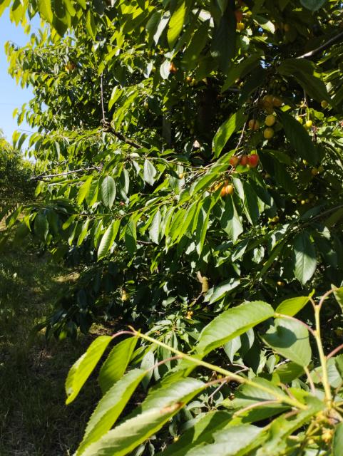 tresnja, cherry