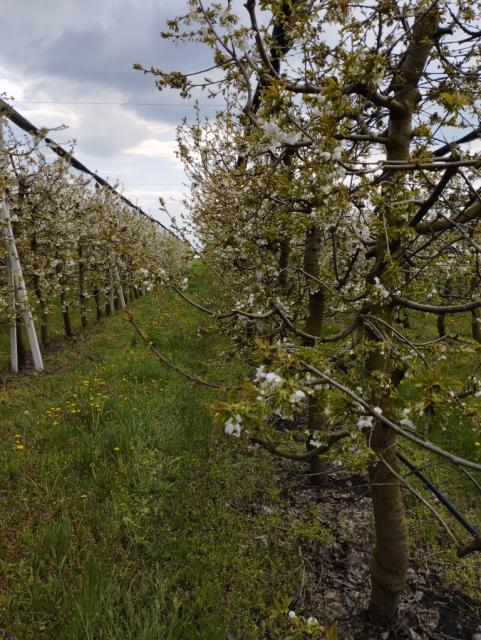 trešnja,cherry