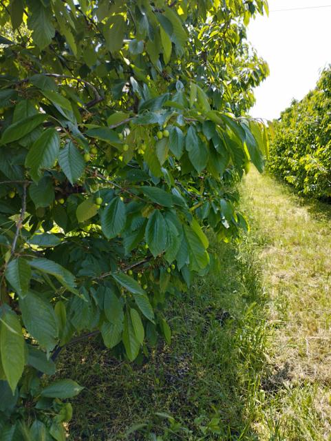 trešnja,cherry