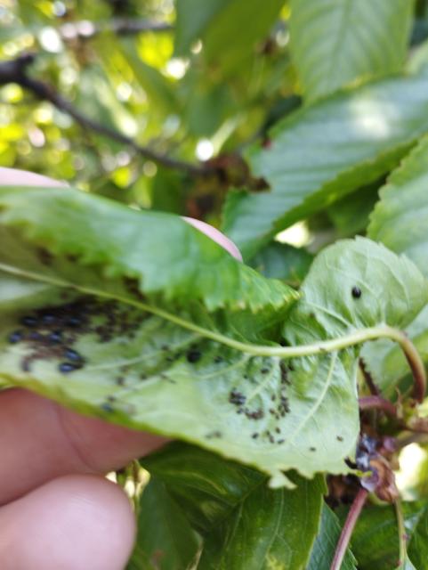 Myzus cerasi,trešnja, cherry