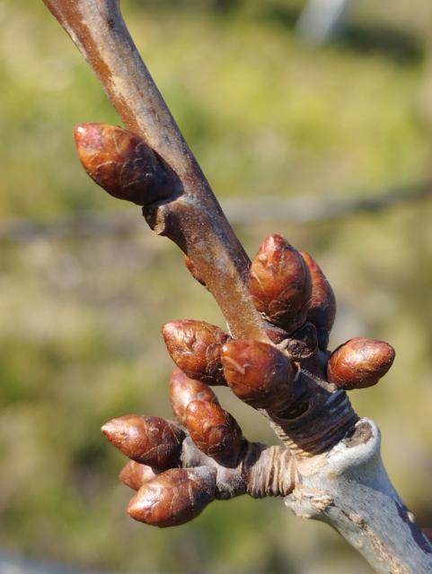 trešnja,chery,pupoljci