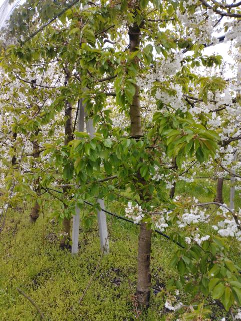 trešnja, cherry