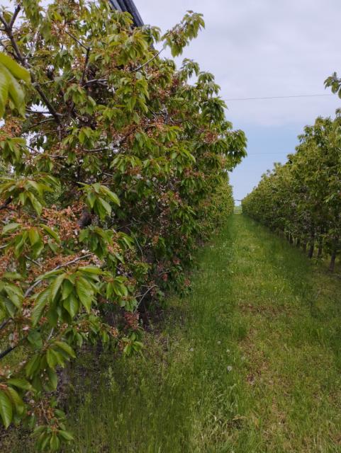 trešnja,cherry