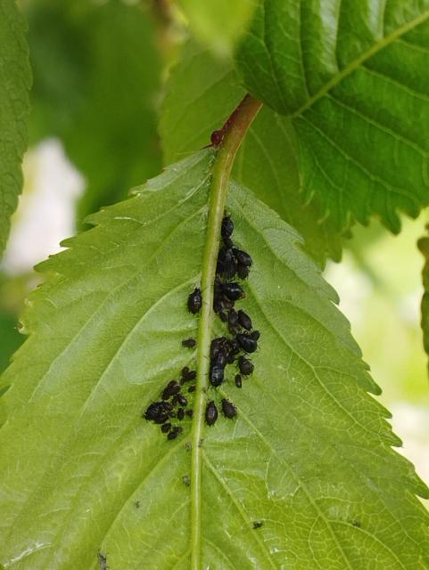 Myzus cerasi,trešnja, cherry