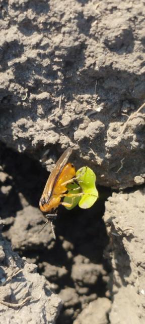 Athalia rosae,uljana repica