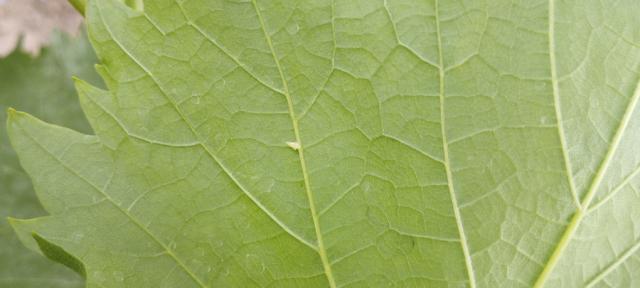 larva cikade L3 