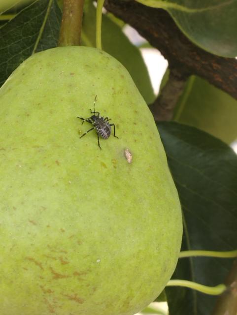 larva Halyomorpha halys na plodu kruške