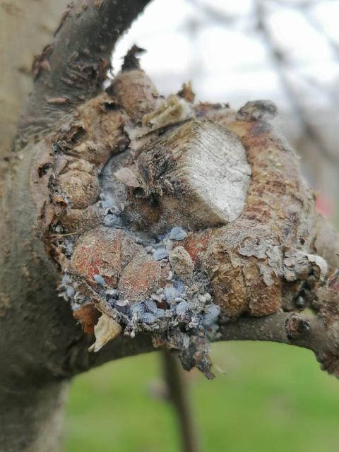 larve Eriosoma lanigerum