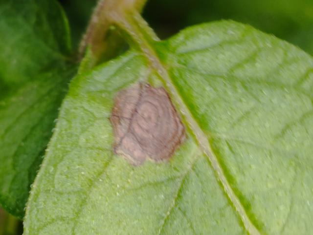 Alternaria solani