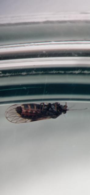 cacopsylla piri,imago,kruška