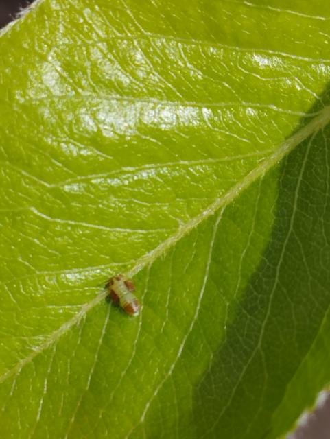 larva kruškine buve