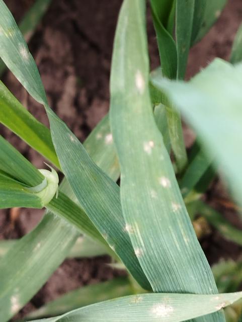 Erysiphae graminis,pšenica