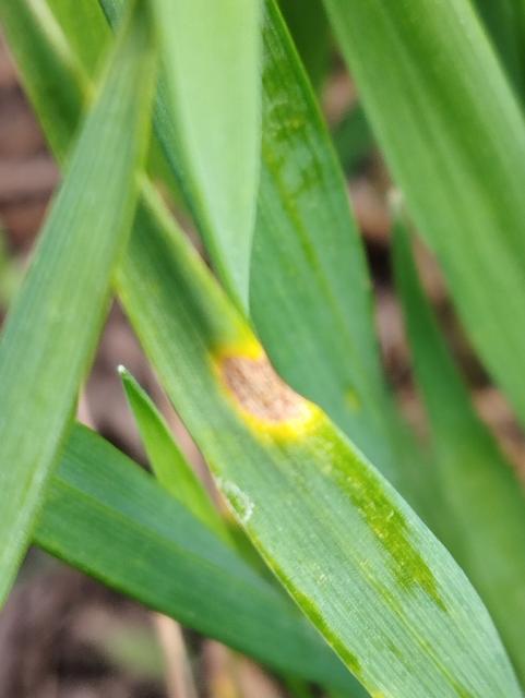 septoria tritici,pšenica
