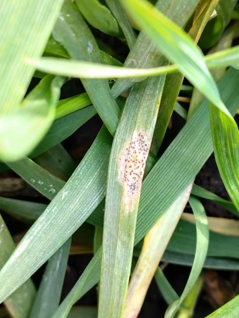 septoria tritici