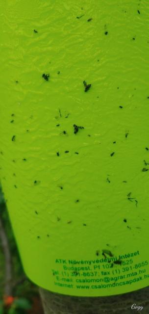 Rhagoletis cerasi,trešnja