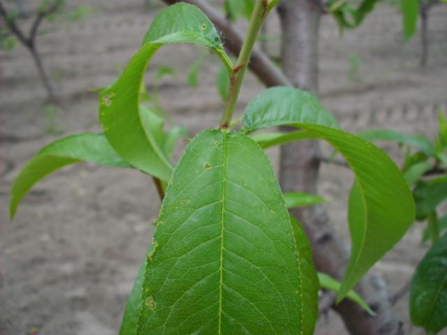 simptomi na starijim listovima