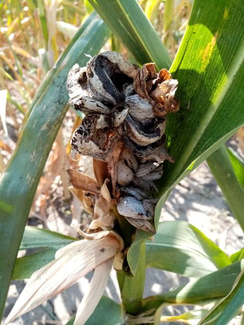 zaražena biljka kukuruza pod uticajem gljive Ustilago maydis