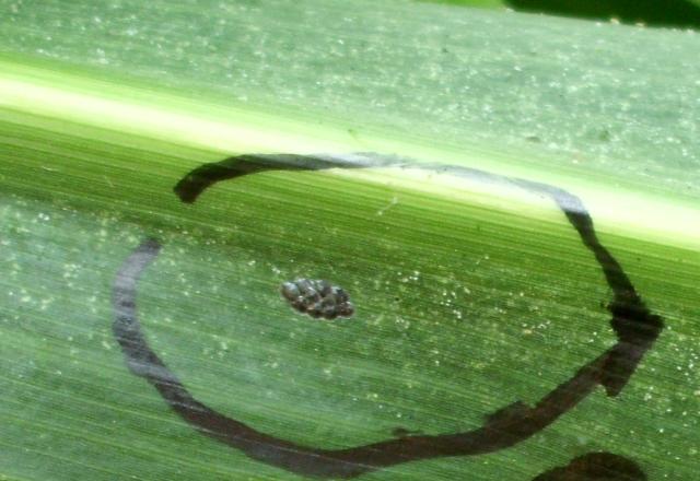 parazitirano jajno leglo kukuruznog plamenca
