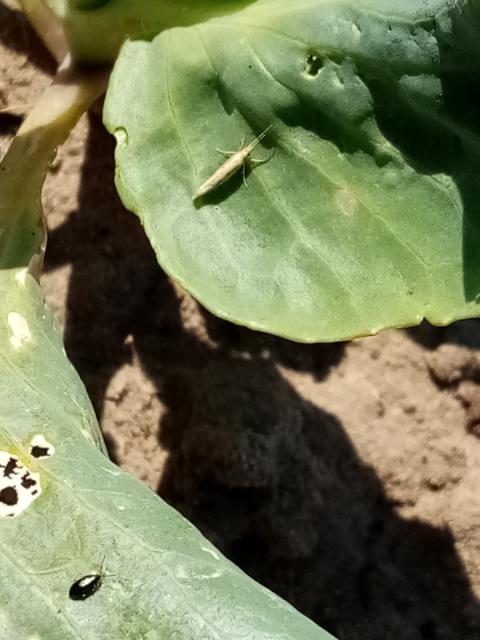 Plutella xylostella,Phyllotreta spp.