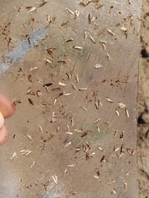 Plutella xyllostella na klopci