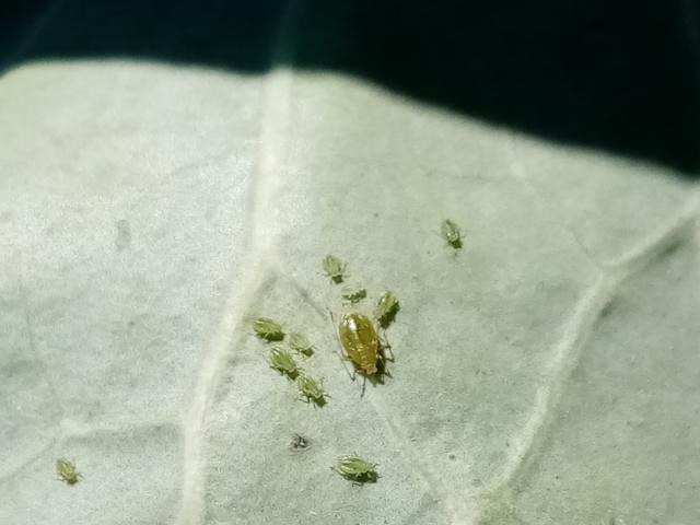 Lisne vaši, Aphididae