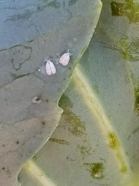 Aleyrodes proletella