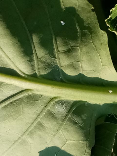 bela kupusna mušica