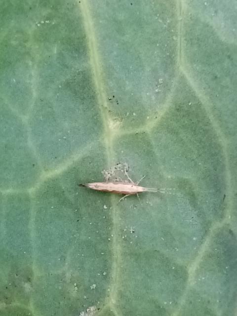 imago kupusovog moljca